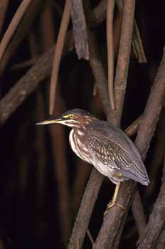 Green Heron picture