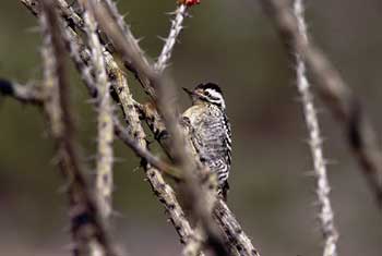 Ladder-backed Woodpecker photo