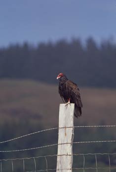 Turkey Vulture picture