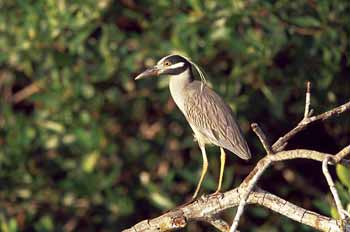 Yellow-crowned Night-Heron picture