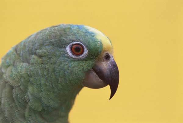 Yellow-crowned Amazon, Panama